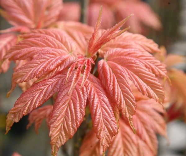 Acer Pseudoplatanus 'Brilliantissimum' - Image 3