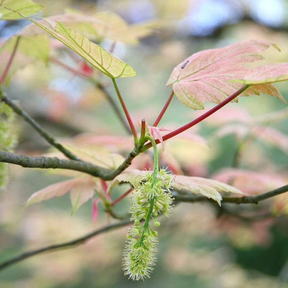 Acer Pseudoplatanus 'Brilliantissimum' - Image 4