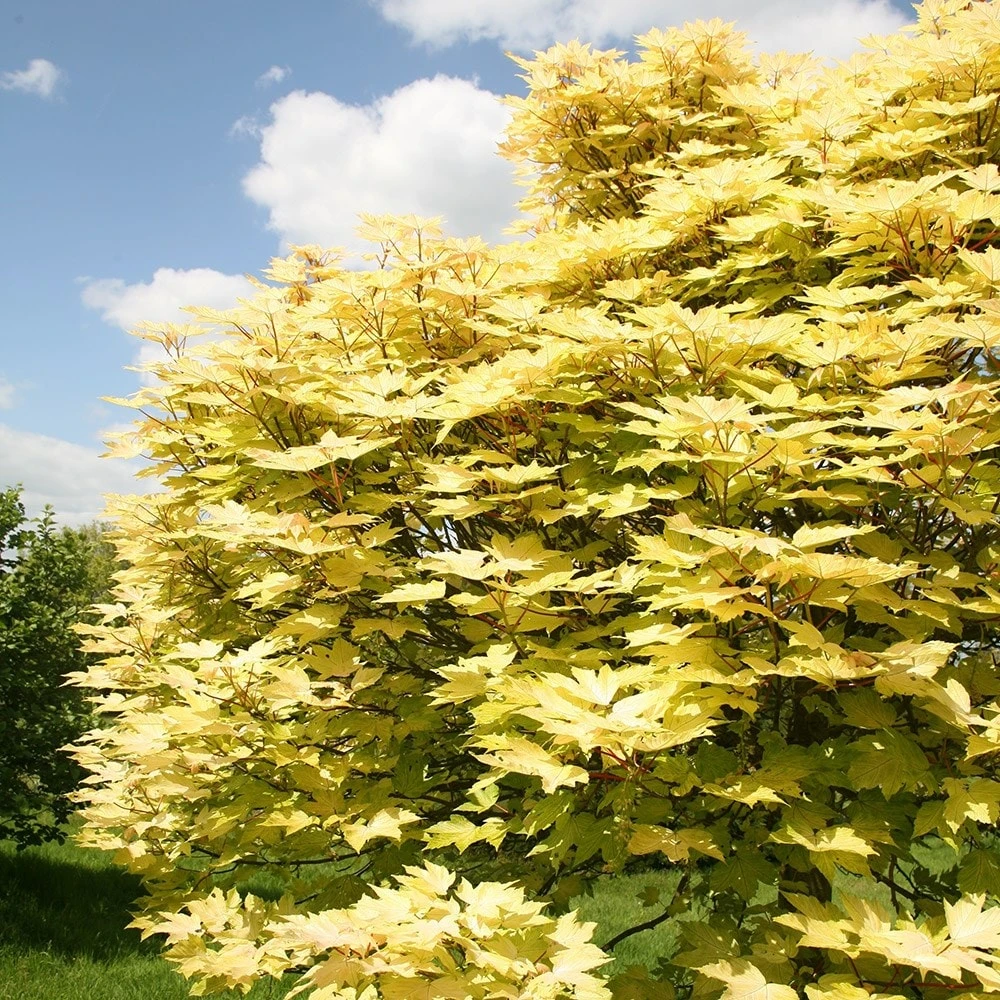 Acer Pseudoplatanus 'Brilliantissimum' - Image 5