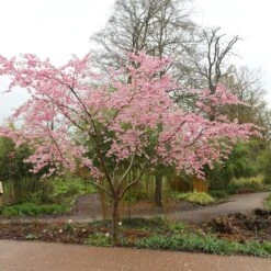 Prunus 'Accolade'