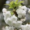 Prunus Avium 'Plena'