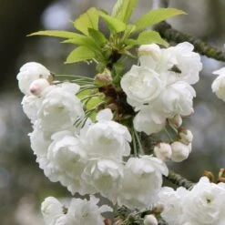 Prunus Avium 'Plena'