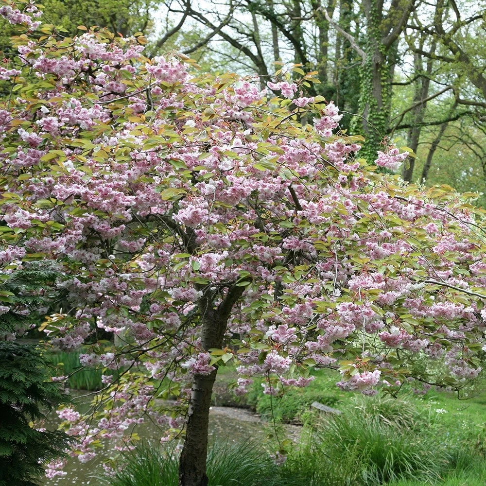 Prunus 'Kiku-shidare-zakura' - Image 2