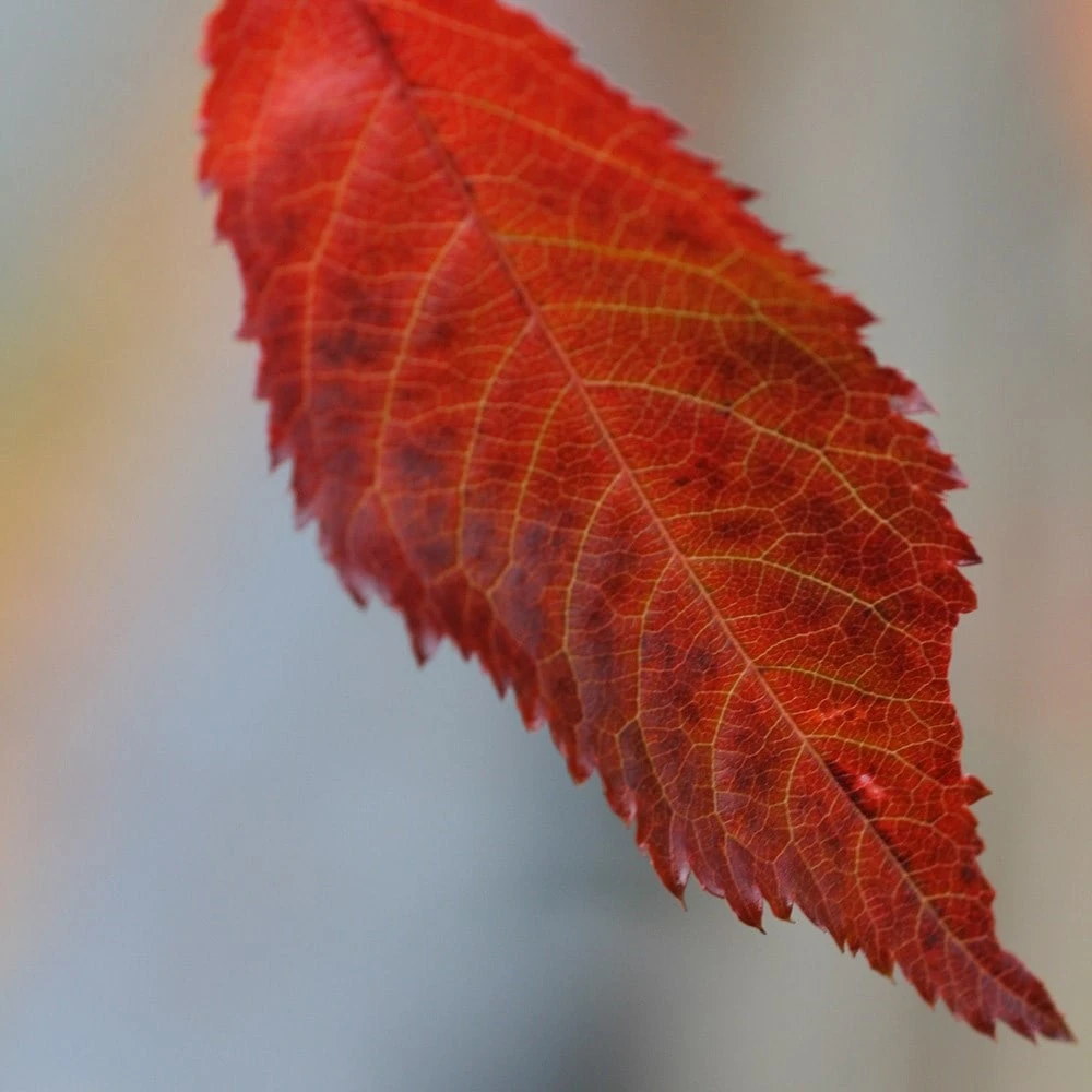 Prunus 'Kiku-shidare-zakura' - Image 3