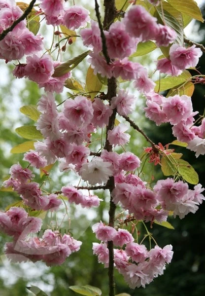 Prunus 'Kiku-shidare-zakura' - Image 4