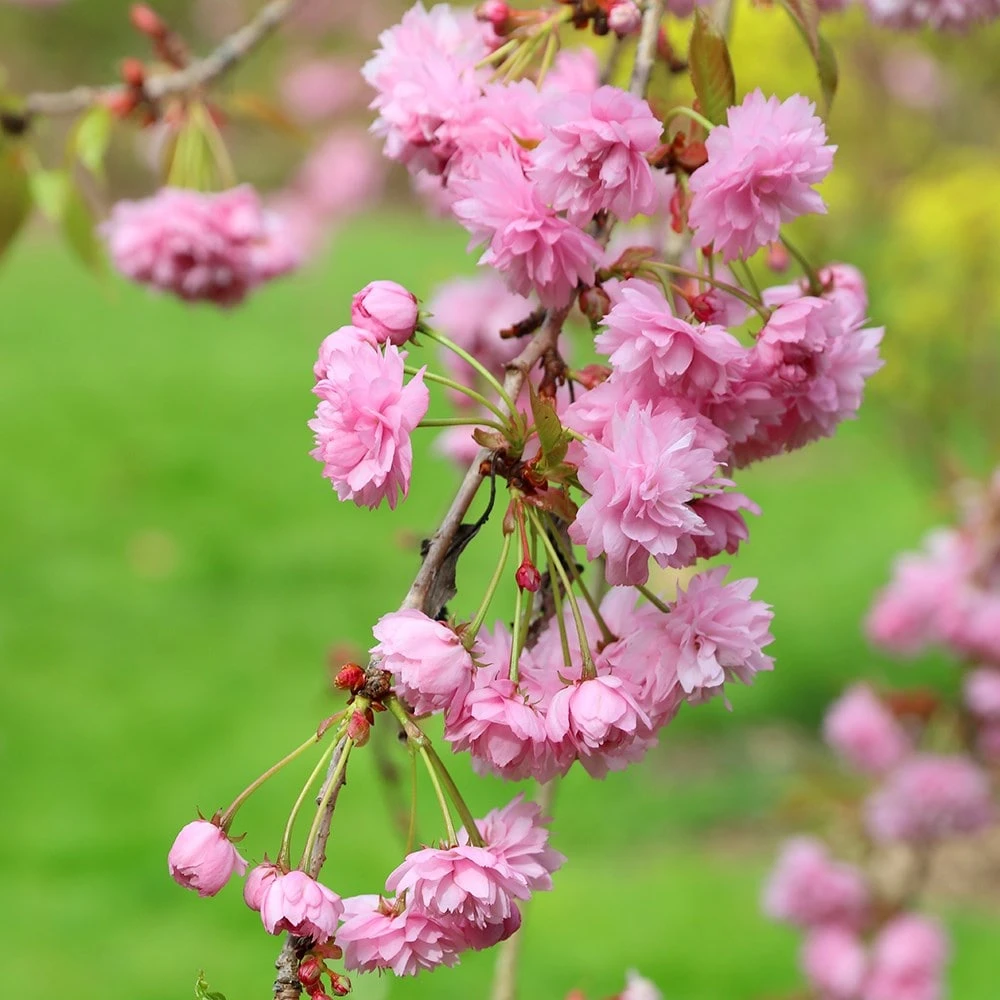 Prunus 'Kiku-shidare-zakura' - Image 5