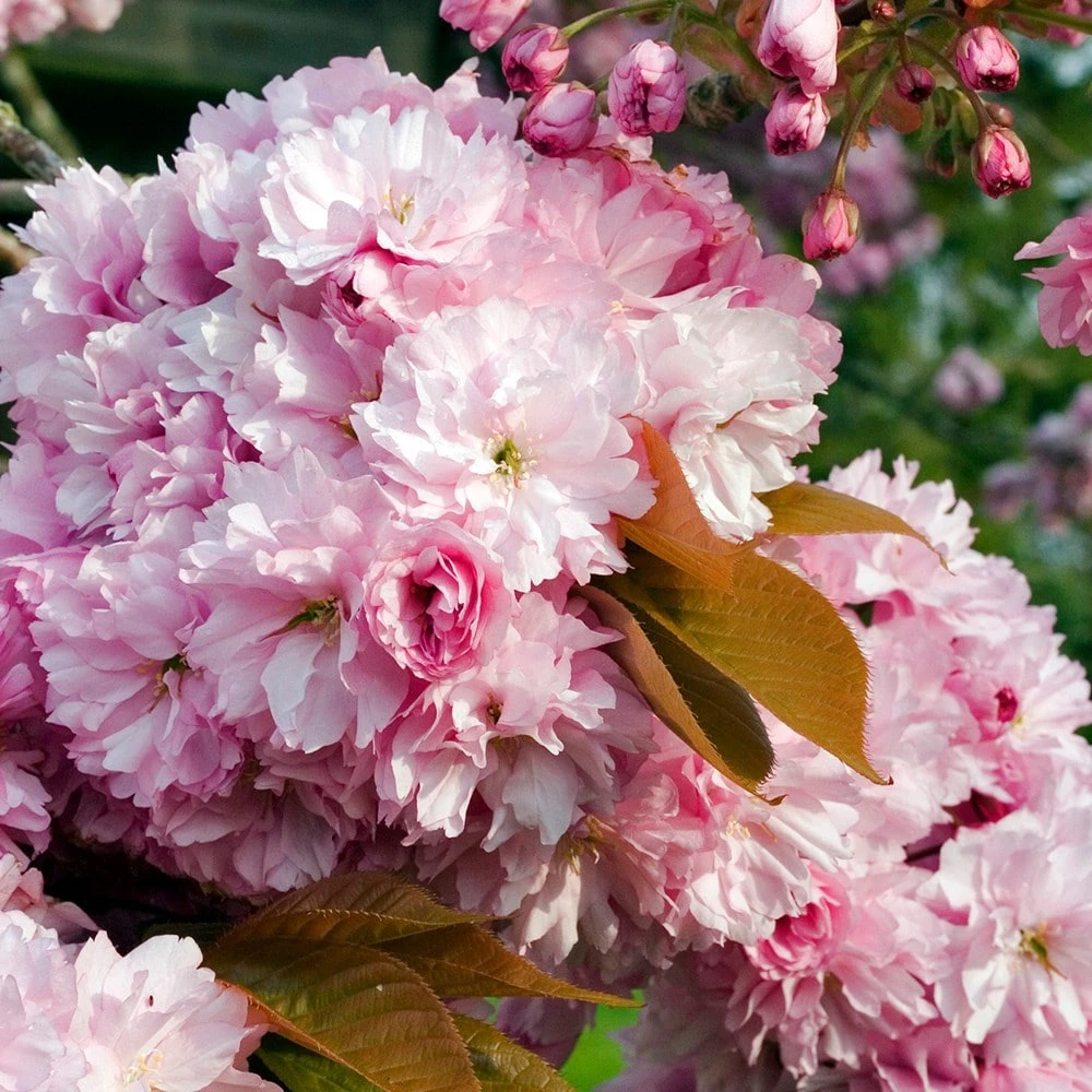 Prunus 'Pink Perfection' - Image 2