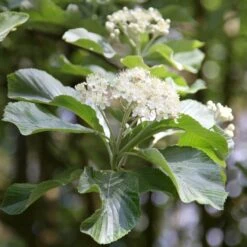 Sorbus Aria 'Lutescens'