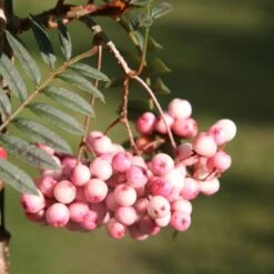 Sorbus Vilmorinii