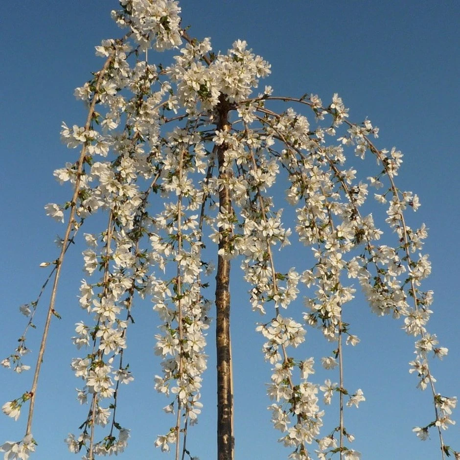 Prunus 'Snow Showers'