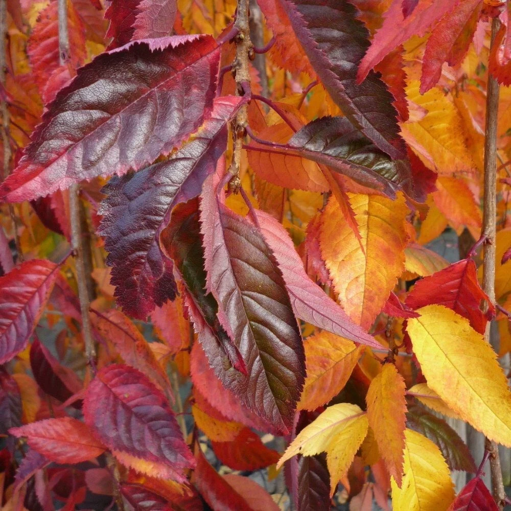 Prunus 'Snow Showers' - Image 2