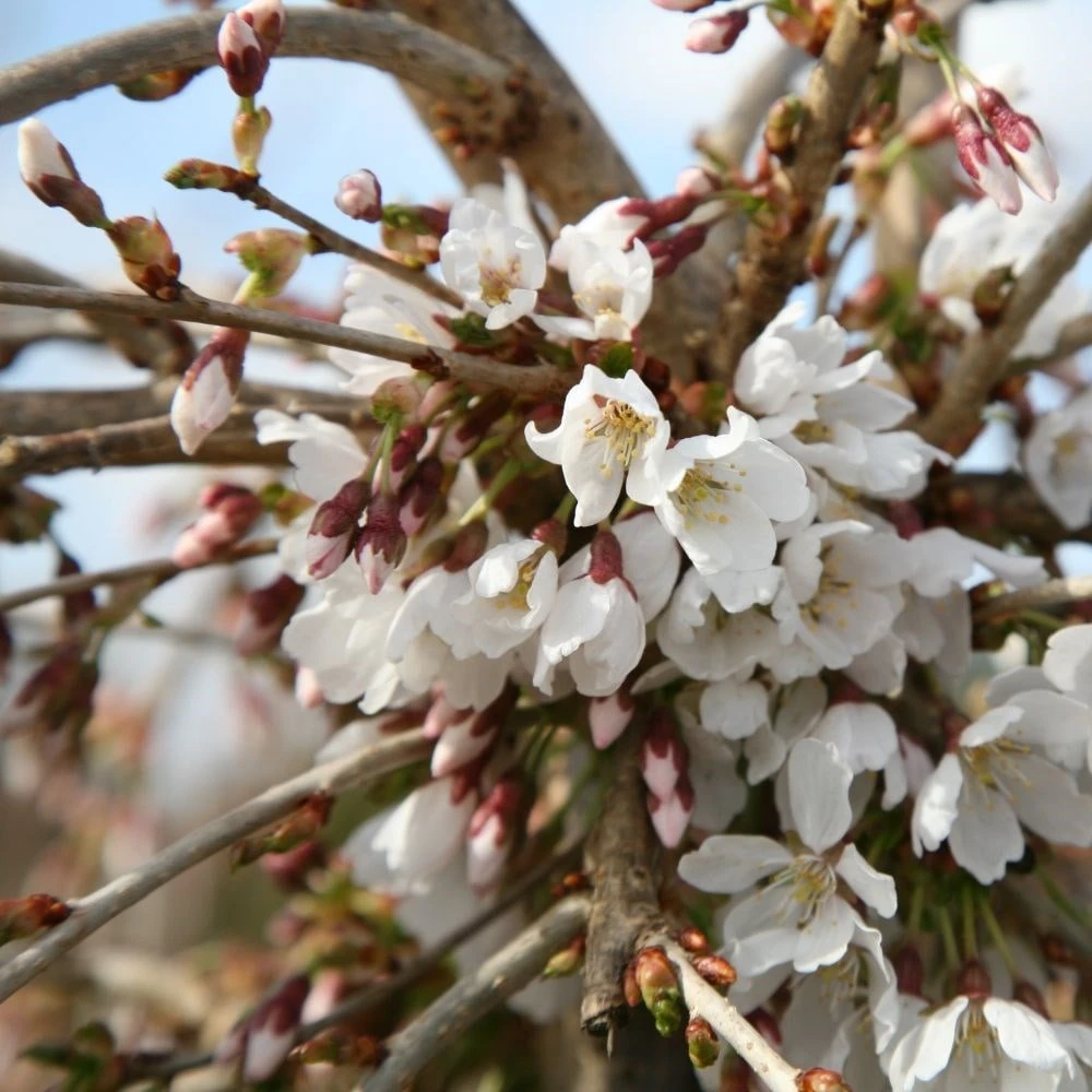 Prunus 'Snow Showers' - Image 3